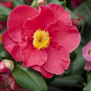 Camellia jap. 'Dr. King', 60-80 5L, Japanse roos