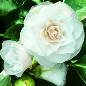 Camellia jap. 'Miss Lyla', 40-50 5L, Japanse roos