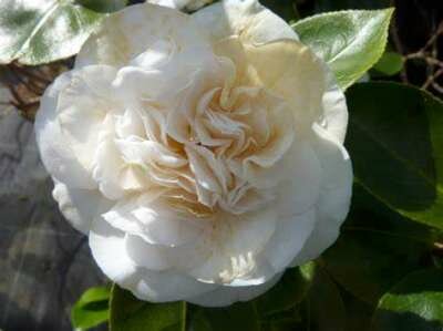 Camellia jap. 'Powder Puff', 60-80 5L, Japanse roos