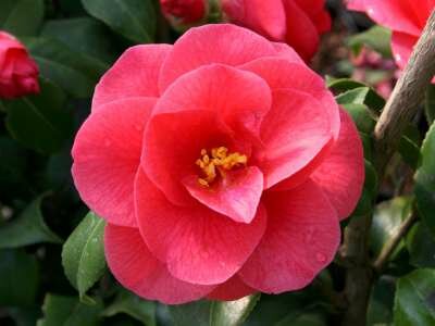 Camellia ret. 'Mary Williams', 60-80 5L