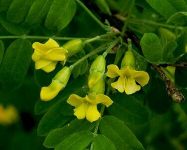 Caragana arborescens, 3L Erwtenstruik