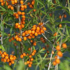 Hippophae rhamn. 'Julia', 40-50 3L, Duindoorn