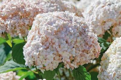 Hydrangea 'Candybelle Marshmallow', 30-50 3L, Hortensia