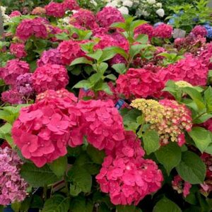 Hydrangea macro. 'Endless Summer Summer Love', 3L Hortensia ®