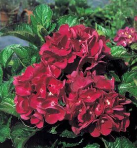 Hydrangea macro. 'Merveille Sanguinea', 7.5L Hortensia (Brunette)