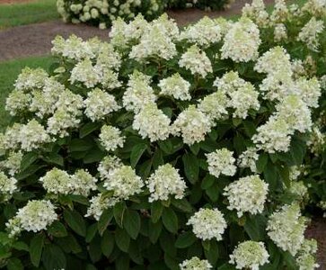 Hydrangea pan. 'Baby Lace', 7.5L,Pluimhortensia