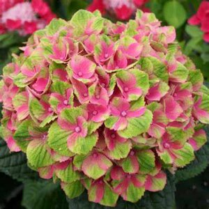 Hydrangea quer. 'Amethyst', 30-40 3L, Eikenbladhortensia