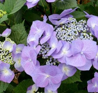 Hydrangea macro. 'Zorro', 25-30cm 3L, Hortensia