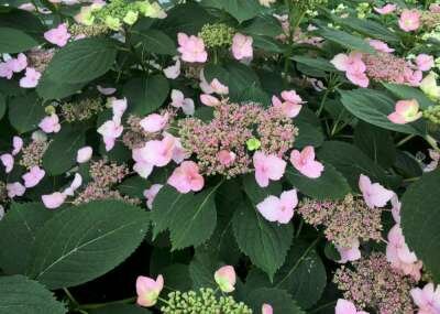 Hydrangea serrata 'Magic Pillow', 25-30 3L,Berghortensia