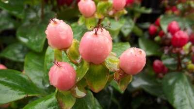 Hypericum 'Miracle Blossom', 2L Hertshooi