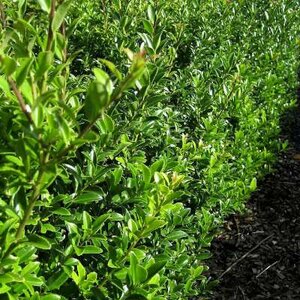 Ilex max. 'Kanehirae', 50-60 5L, Japanse hulst (Mutchagara)