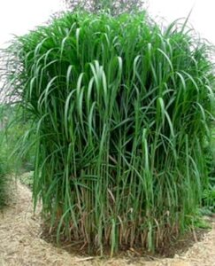 Miscanthus 'Gigantheus', 3L Chinees riet