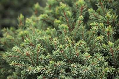 Picea gl. 'Echiniformis', 20-25 3L, Witte spar