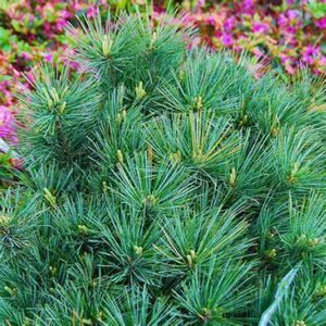 Pinus strobus 'Blue Shag', 20-25 3L, Witte pijnboom