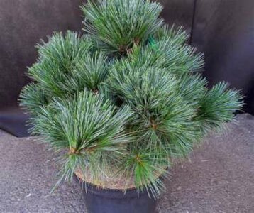 Pinus strobus 'Radiata', 30-40 7.5L, Siberische dwergden