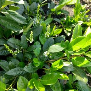 Prunus  'Cherry Brandy', 30-40 3L, Laurierkers