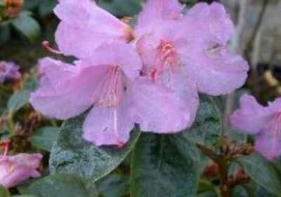 Rhododendron 'Praecox', 50-60 10L