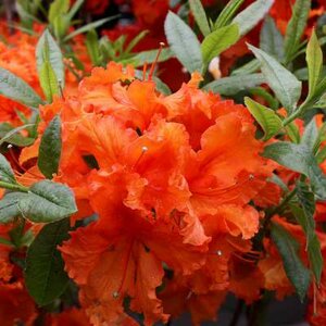 Rhododendron 'Gibraltar', 30-40 4L (=Azalea)