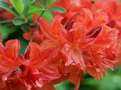 Rhododendron 'Koster's Brilliant Red', 30-40 5L (=Azalea)