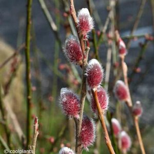 Salix grac. 'Mount Aso', 30-40 3L, Wilg