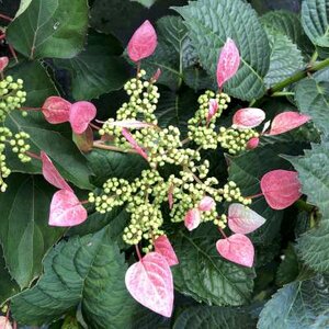 Schizophragma hydr. 'Rose Sensation', 40-50 3L, Valse Klimhortensia