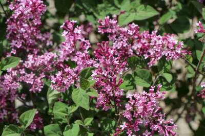 Syringa bloom. 'Dark Purple', 40-50 4L, Dwergsering