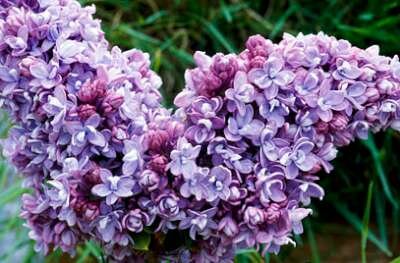 Syringa vulg. 'Kath. Havemeyer', 40-50 5L, Sering