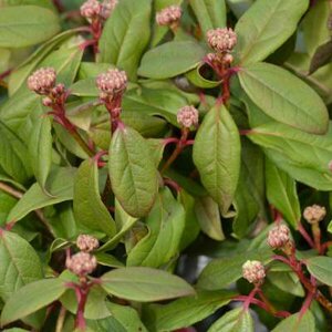 Viburnum glo. 'Jermyns Globe',30-40 3L, Sneeuwbal