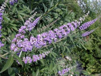 Vitex agnus-castus, 40-50 3L, Monnikenpeper