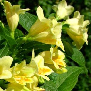 Weigela middendorffiana 3L