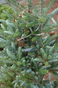 Abies koreana 'Frosty', 40-50 Kluit, Koreaanse zilverspar