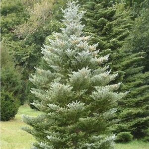 Abies koreana 'Silberlocke', 30-40 Kluit, Koreaanse zilverspar