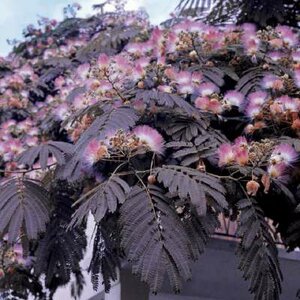 Albizia julibrissin 'Summer Chocolate', 50-60 10L, Perzische slaapboom