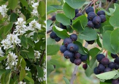 Amelanchier aln. 'Saskatoon Berry', 40-50 4L, Krentenboom