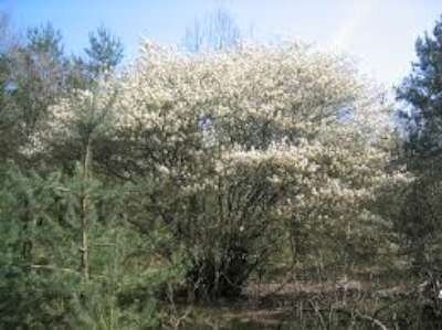 Amelanchier lamarckii, 100/125 Kluit, Krentenboompje