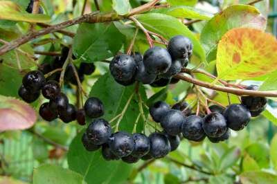 Aronia melanocarpa, 80/100 10L, appelbes