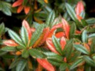 Berberis julianae, 50/60 12L, Japanse zuurbes