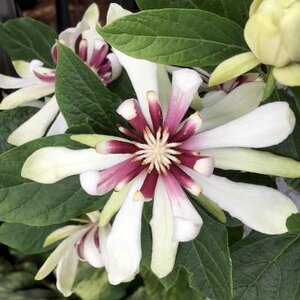 Calycanthus 'Venus', 100-125 30L