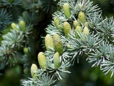 Cedrus libani. 'Glauca', 200-250 43L, Libanonceder