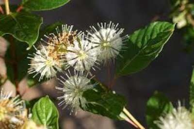 Cephalanthus occidentalis, 60-80 7.5L,Kogelbloem