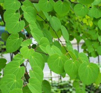 Cercidiphyllum japonicum, 125-150 Kluit, Hartjesboom