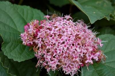 Clerodendrum bungei, 60-80 10L,Pindakaasstruik