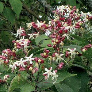 Clerodendrum trich. fargesii, 80-100 20L, Pindakaasstruik