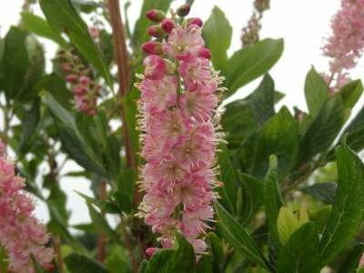 Clethra alnifolia 'Rosea', 50-60 7.5L, Schijn-Els