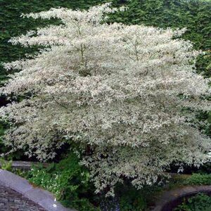 Cornus alternifolia 'Argentea', 40-50 Kluit, Pagode kornoelje