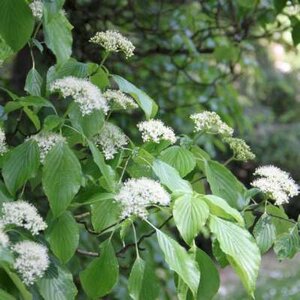 Cornus alternifolia, 100-125 Kluit, Pagode kornoelje