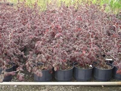 Corylus hybr. 'Red Majestic', 100-125 43L Hazelaar ®