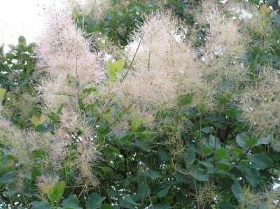 Cotinus cogg. 'Young Lady', 100-125 43L, Pruikenboom ®