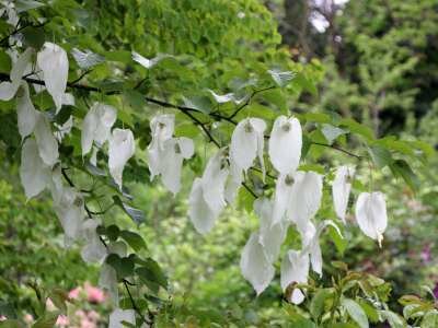 Davidia involucrata vilmoriniana, 80-100 Kluit, Vaantjesboom