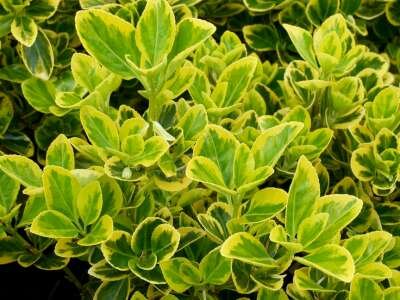 Euonymus jap. 'Aureomarginatus', 50-60 20L, Kardinaalshoed